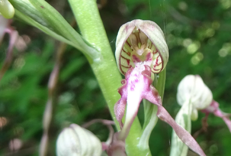 Himantoglossum adriaticum - Rovereto (TN)